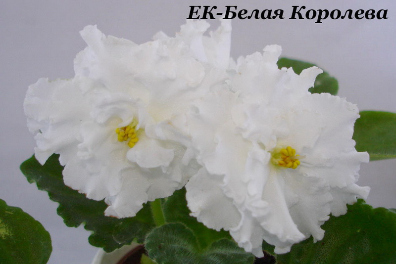 ЕК-Белая Королева (Е.Коршунова)