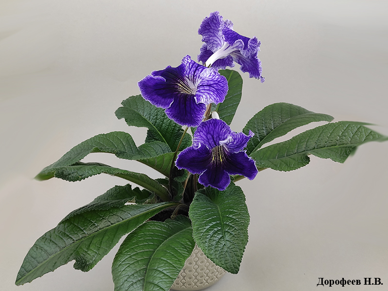 Dem-Blue-Clover