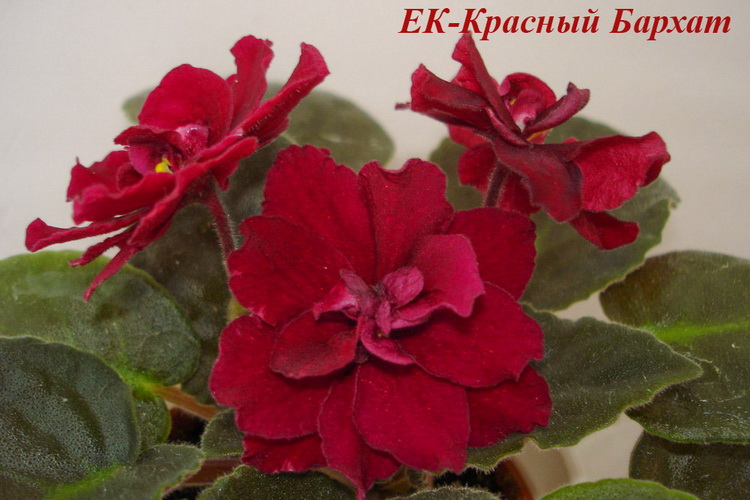 ЕК-Красный Бархат  (Коршунова Е.)