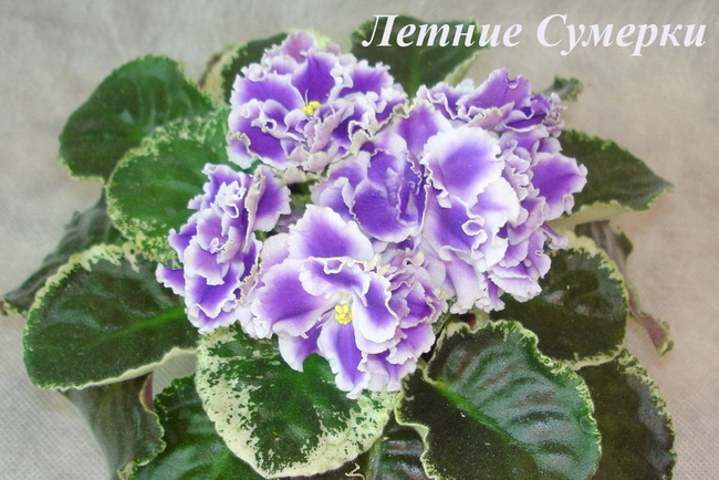 Летние Сумерки (Морев К.)