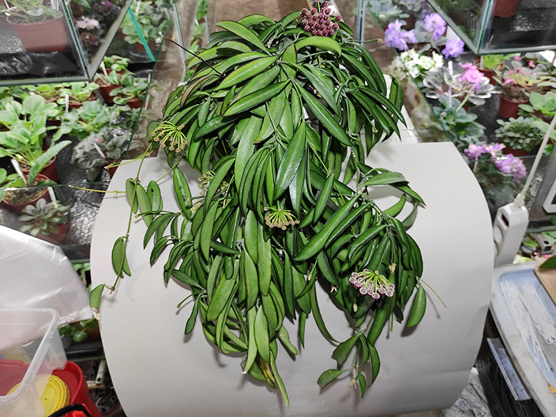 Hoya wayetii