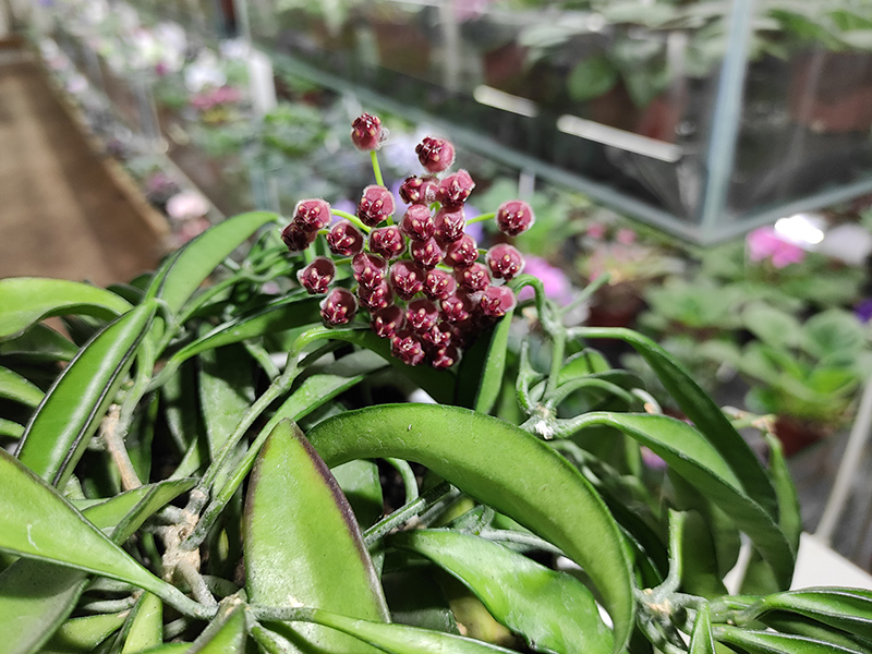 Hoya wayetii