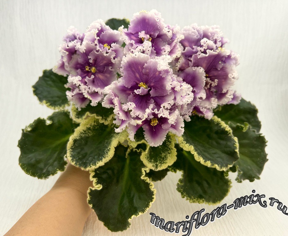IMG_1437 МТ-Сладкая Фантазия.jpg