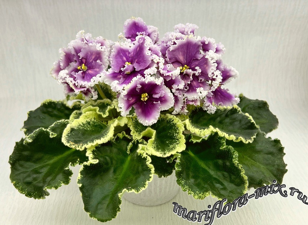 IMG_1009 МТ-Сладкая Фантазия.jpg