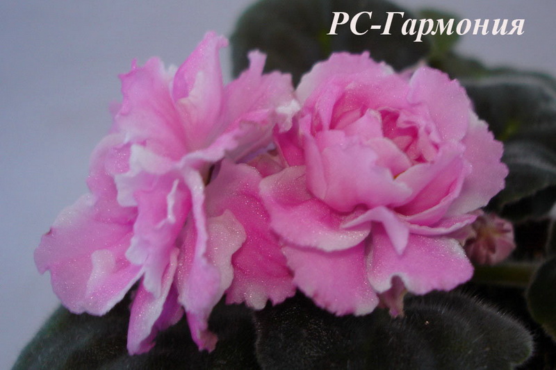 РС-Гармония (Репкина С.)