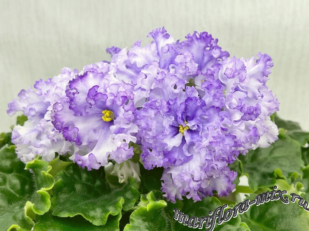 IMG_1059 МТ-Над Облаками.jpg