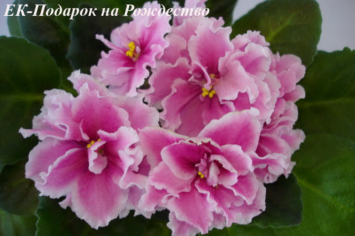 ЕК-Подарок на Рождество