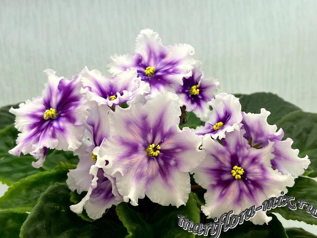 IMG_1298 МТ-Свет Кометы.jpg