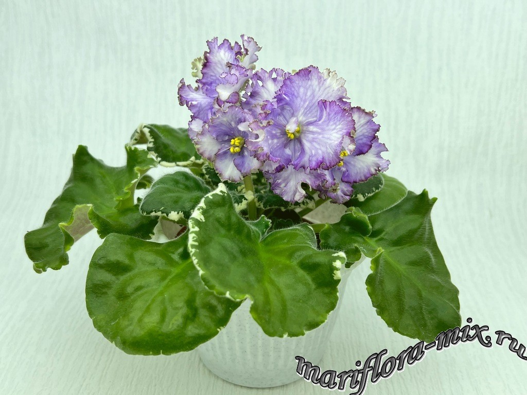 IMG_1099 МТ-Кислородный Коктейль.jpg
