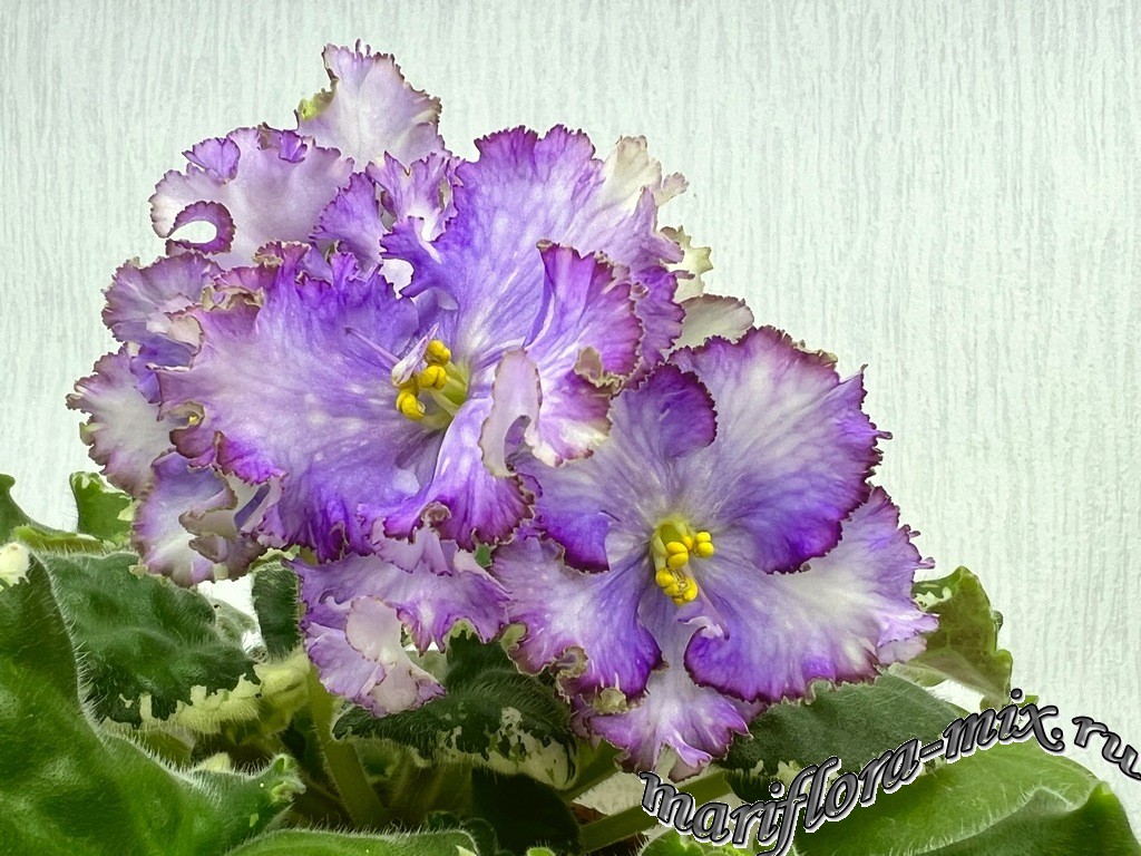 IMG_1101 МТ-Кислородный Коктейль.jpg