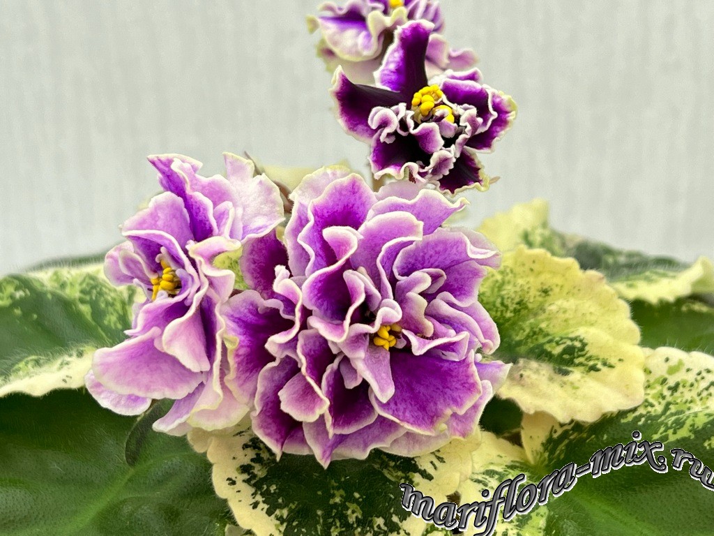 IMG_1315 МТ-Мисс Элегантность.jpg