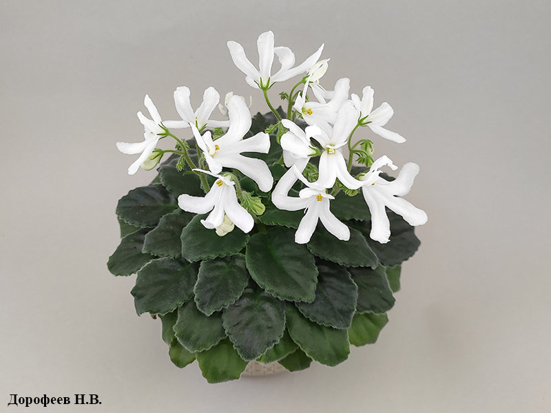 Lunar Lily White