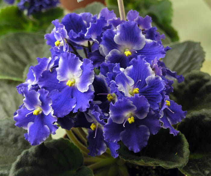 Optimara Ultraviolet из коллекции В. Киселёвой.