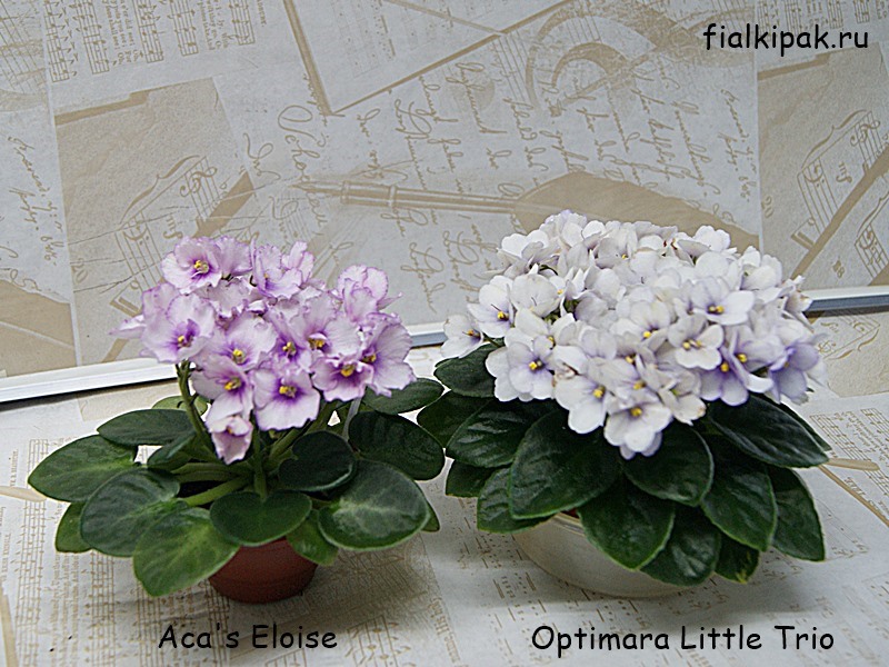 Aca's Eloise и Optimara Little Trio .JPG
