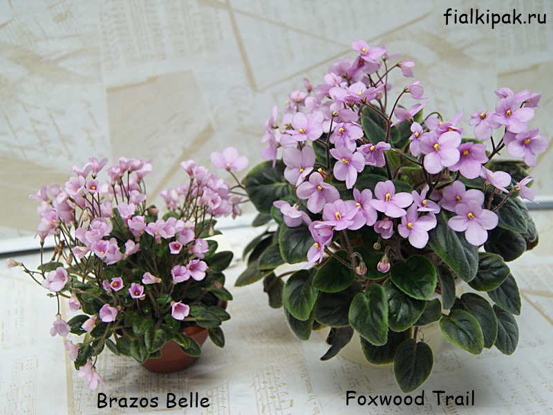 Brazos Belle и Foxwood Trail.JPG