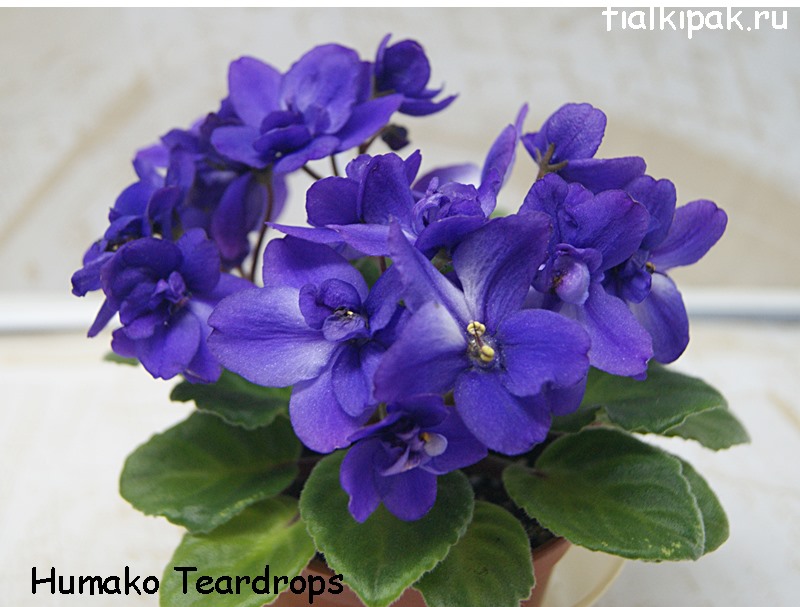 Humako Teardrops.JPG
