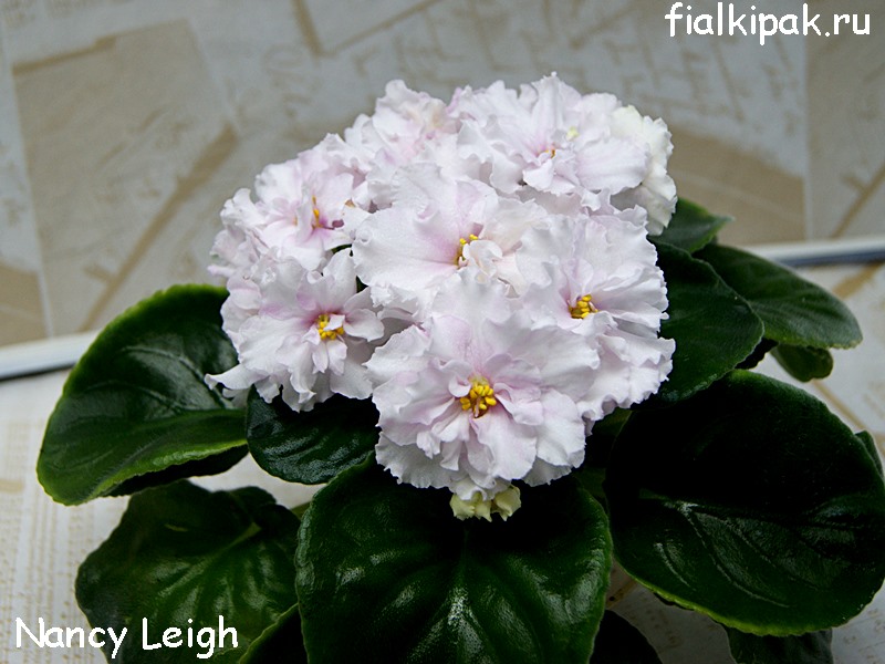 Nancy Leigh.JPG