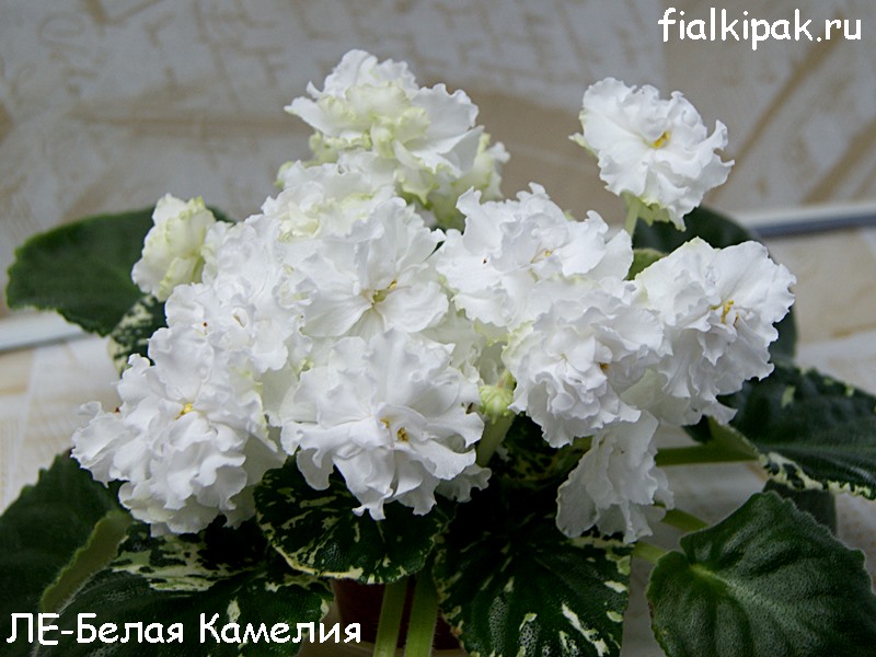 ЛЕ-Белая Камелия.JPG