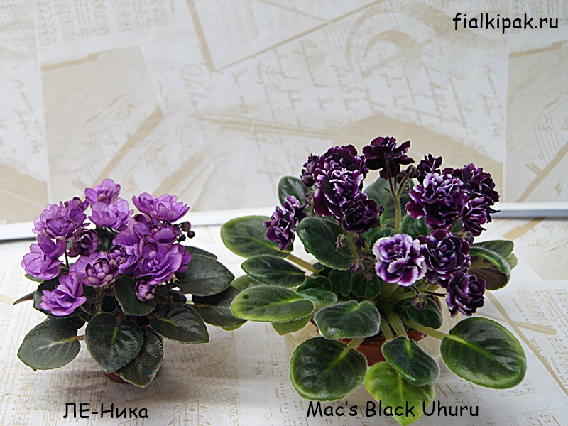 ЛЕ-Ника и Mac’s Black Uhuru.JPG