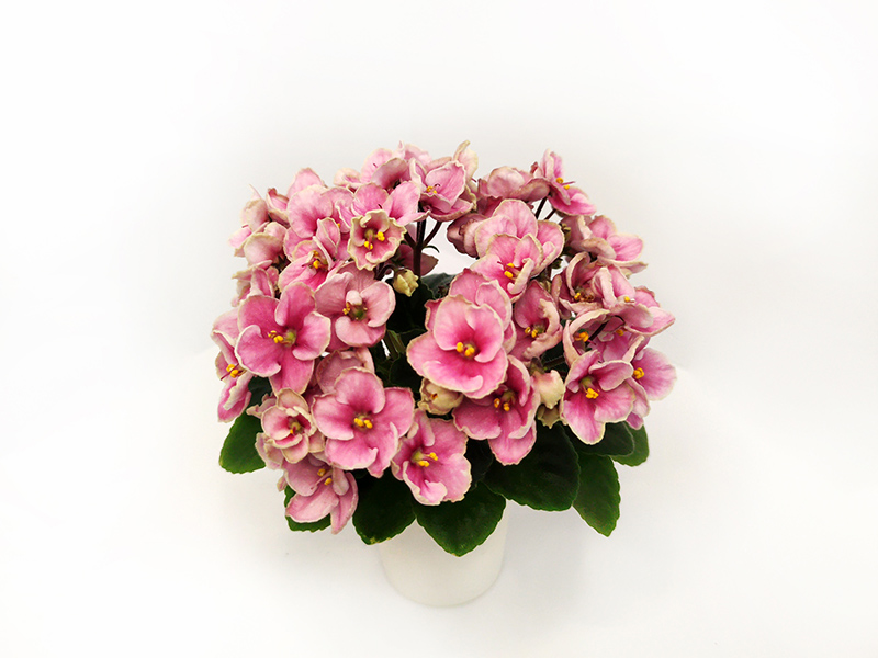 Hunter's Coral Caress.jpg