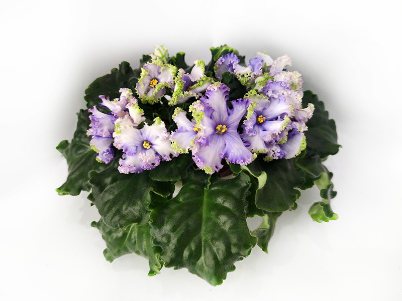 МТ-Летящей Походкой.jpg