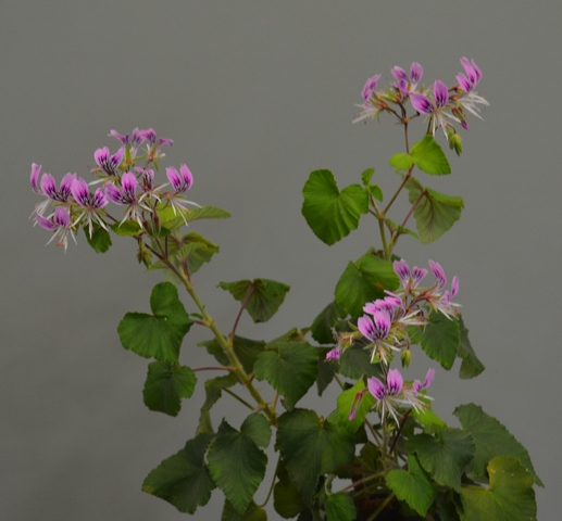Pelargonium cordatum var. rubrocinctum Harv.
