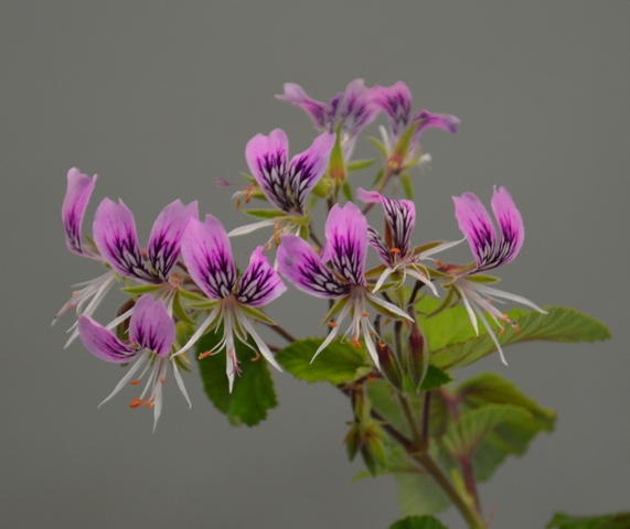 Pelargonium cordatum var. rubrocinctum Harv.