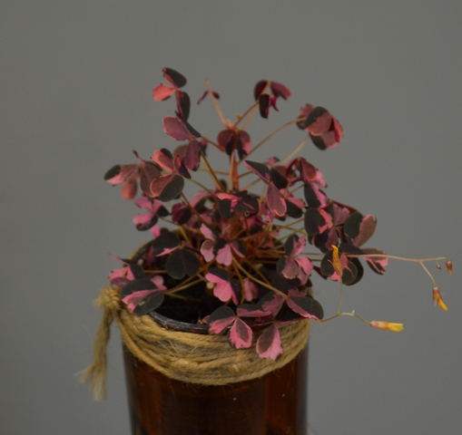 Оксалис Vulcanicola Plum Crazy.