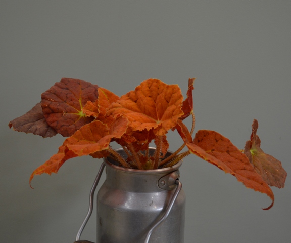Autumn Ember