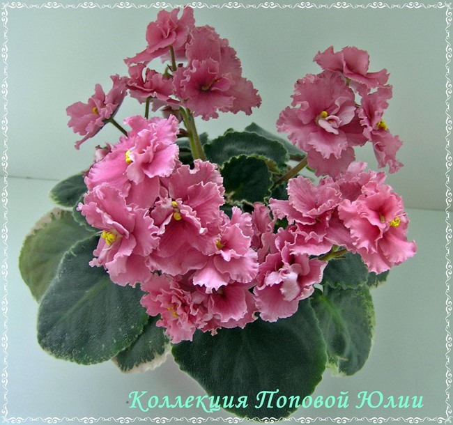 Ness Orange Pekoe, автор Ness, коллекционер Попова Юлия.