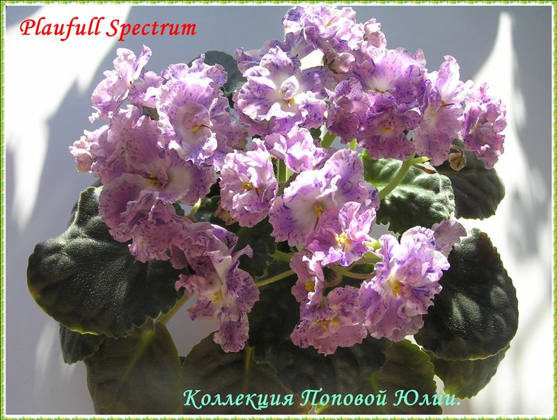 Playfall Spectrum, автор Sorano, коллекционер Попова Юлия.
