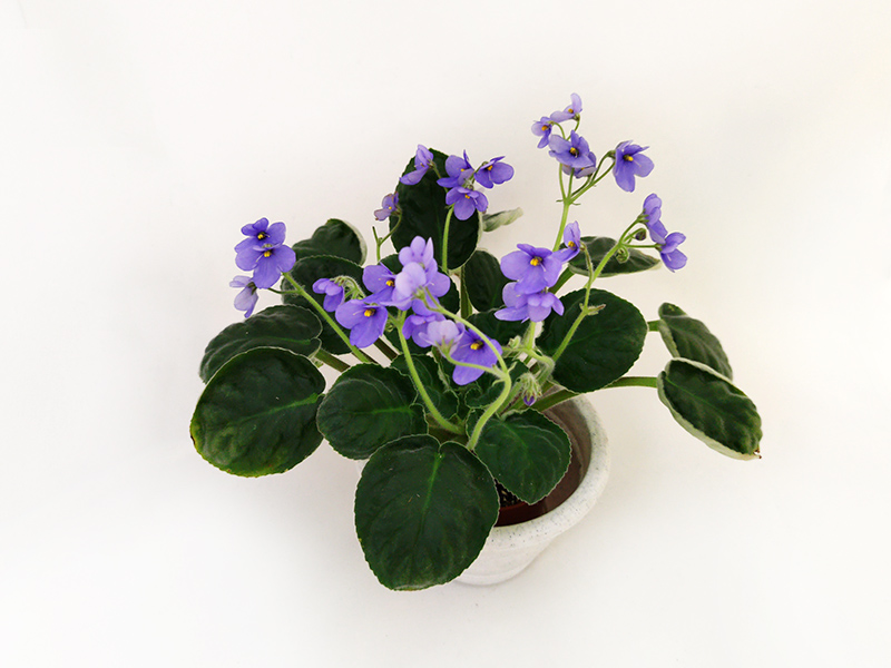 2. S. clone Kacharoroni (clone rupicolus Robertson)  Калгины.jpg