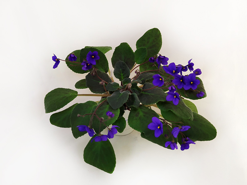 1.Blue Boy (Amacost & Royston) (природная по фенотипу)  Калгины.jpg