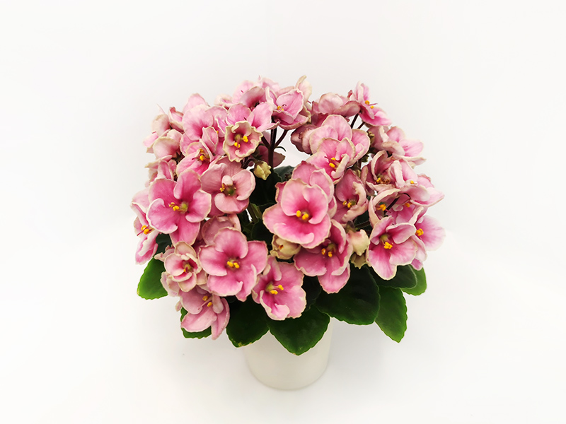 1. Hunter's Coral Caress (K.Muzalewski)  Е.Галицкая.jpg