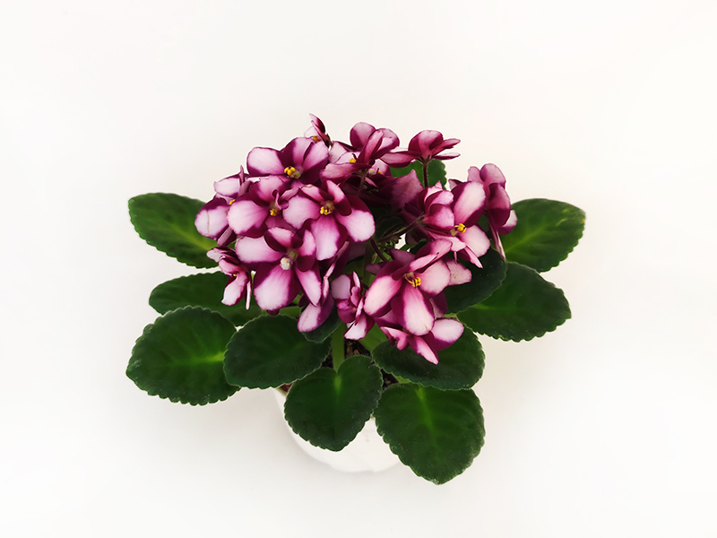 3. LC's Raspberry Whisper (L. Canning)  Л.Пак.jpg