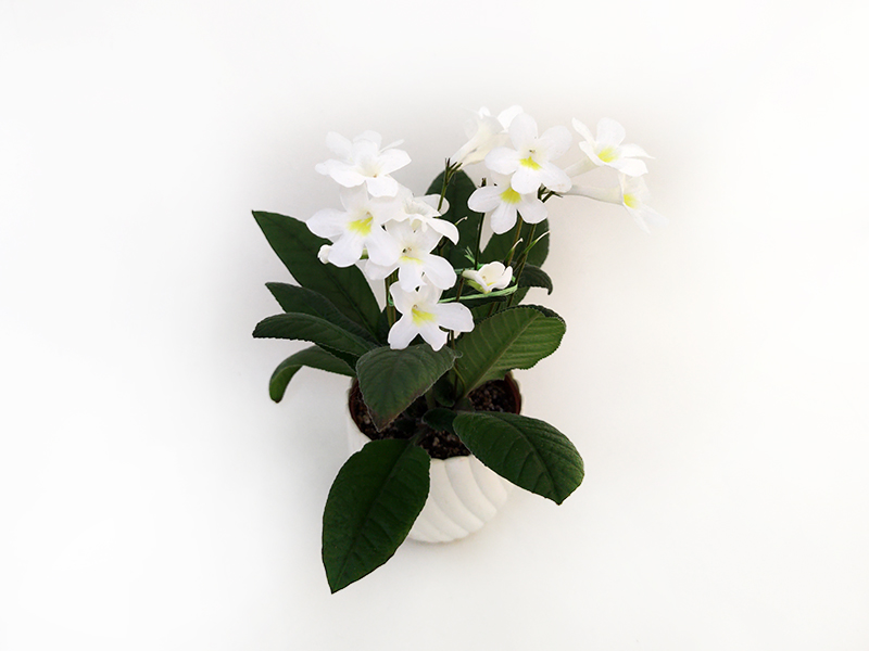 1. Heartland's White Gold (D.Martens)  Н.Дорофеев.jpg