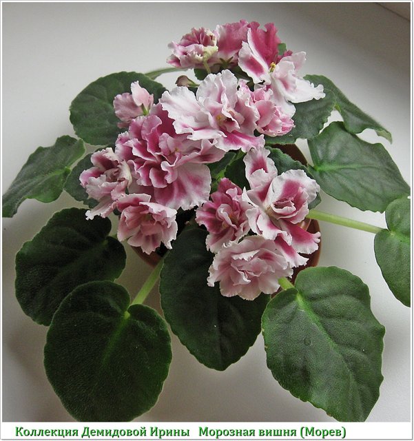 Морозная вишня (К.Морев)