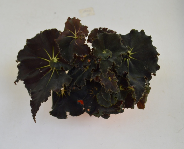 Begonia 'Dark Mamba'