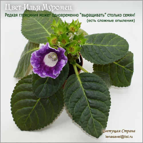 Цвет-Илья-Муромец-ну очень много-семенных-коробочек.jpg
