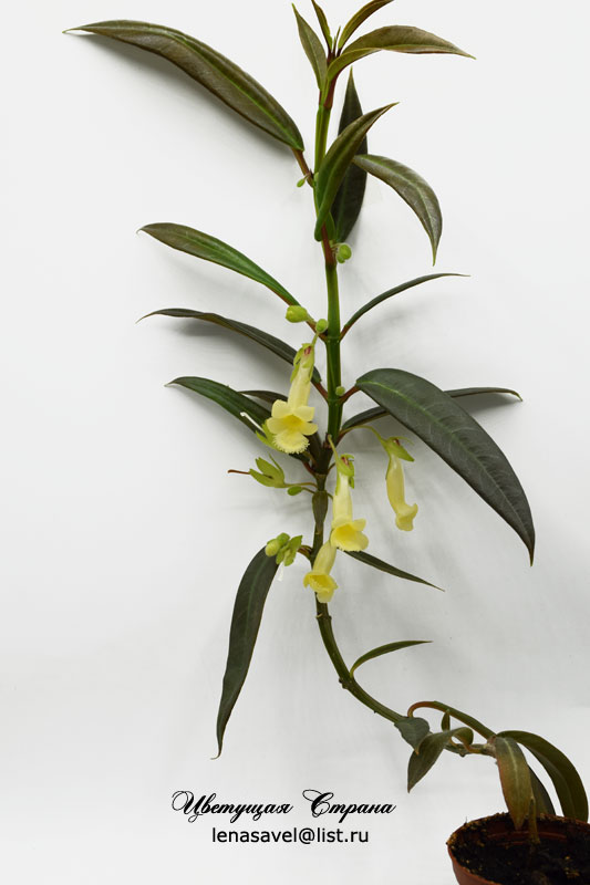 drymonia-decora-sp-yellow.jpg