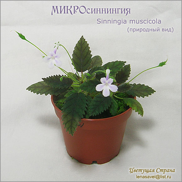 Sinningia-muscicola.jpg