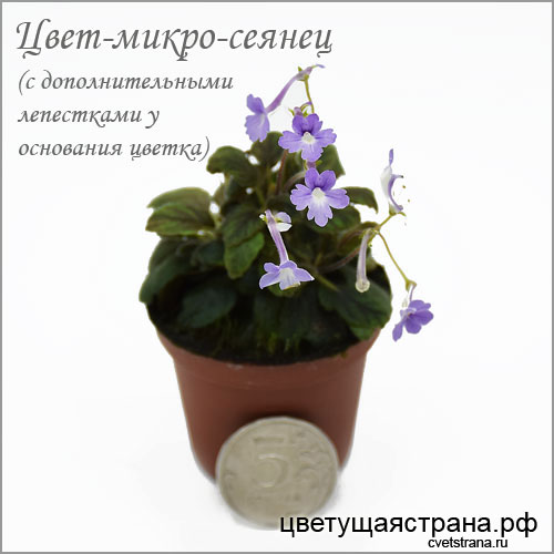 cvet-mikro-sejanec-s-dopolnitel_nymi-lepestkami-u-osnovanija-cvetka.jpg