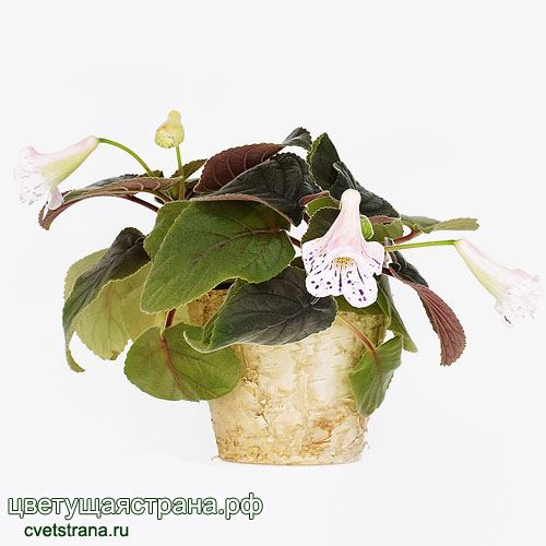 hcy_s-sweet-beauty.jpg