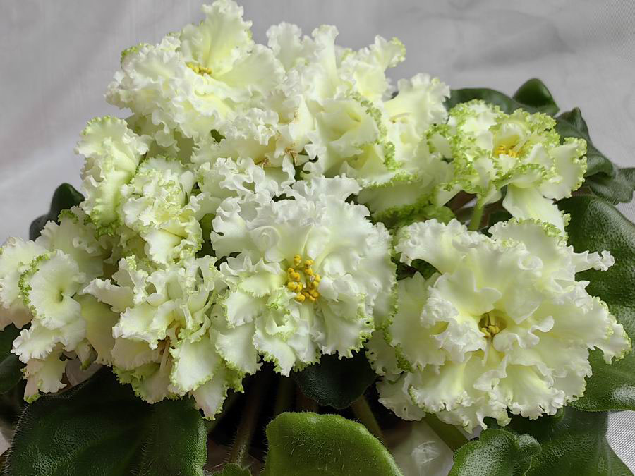 ЛЕ-Бриллиант Тиффани.jpg