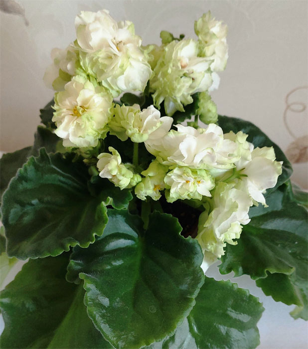 spring-rose.jpg