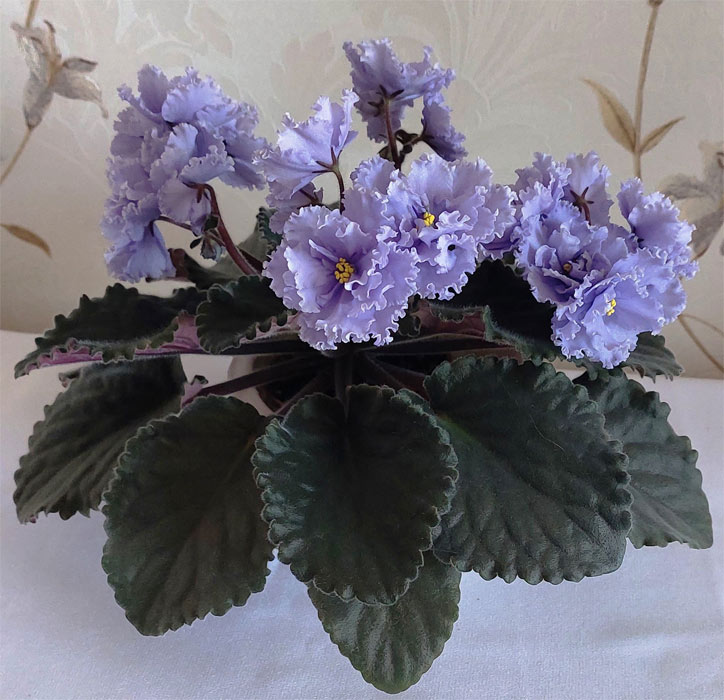 ле-эльф-сад.jpg