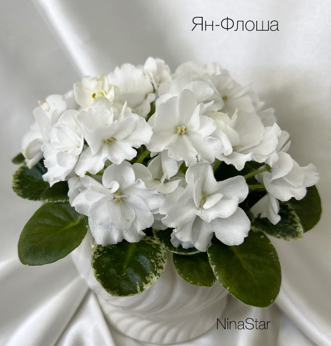 Ян-Флора
