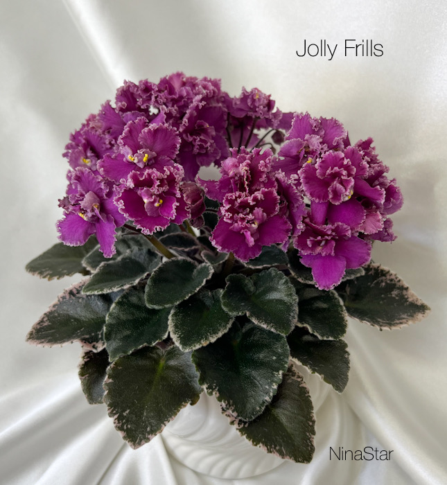 Jolly Frills