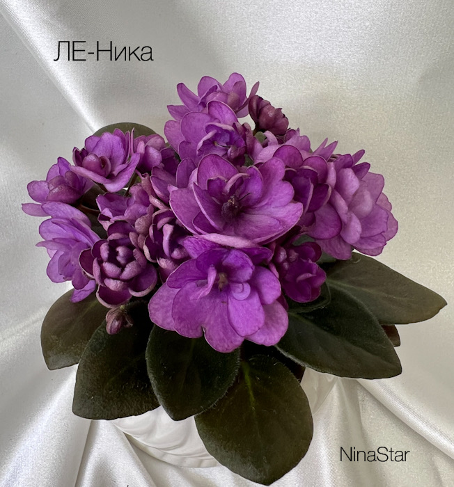ЛЕ-Ника