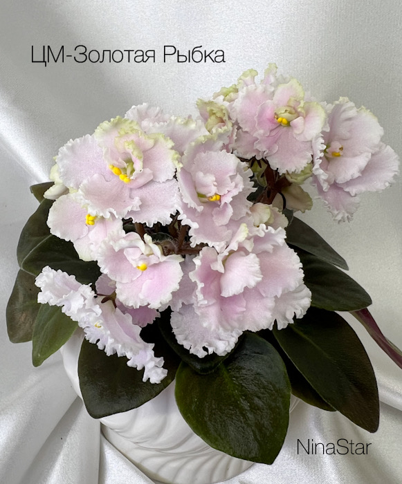 ЦМ-Золотая Рыбка